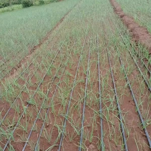 12 Mil 1 Hectare Drip Line Irrigation System for Agricultural Watering Greenhouse Garden Farmland of China Plastic Manufacture