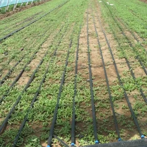 16mm Plastic Garden Orchard Drip Irrigation Hose Flat Emitter 1.38L/H Flow Rate 20cm Spacing 0.5 Bar Pressure