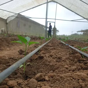 Agricultural Durable Drip Irrigation System 1000m 0.4mm Thickness 30cm Spacing 16mm Drip Irrigation Pipe