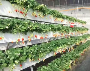 Factory Slaes Used in Greenhouse Hydroponic System Strawberry PVC Food Grade Hydroponic Pipes