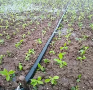 HDPE PE Agricultural Drip Irrigation Hose Pipe Durable for Farming It Offers Precise Drip Watering Made of HDPE or PE