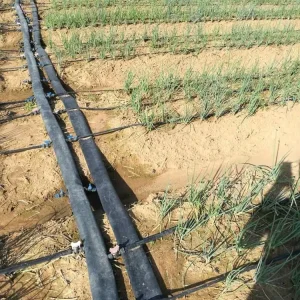 PANDORA 16mm Plastic Drip Tape Pipe T tape 2L H Flow Rate Custom Color Exceptional OEM ODM Premier Drip Irrigation System One